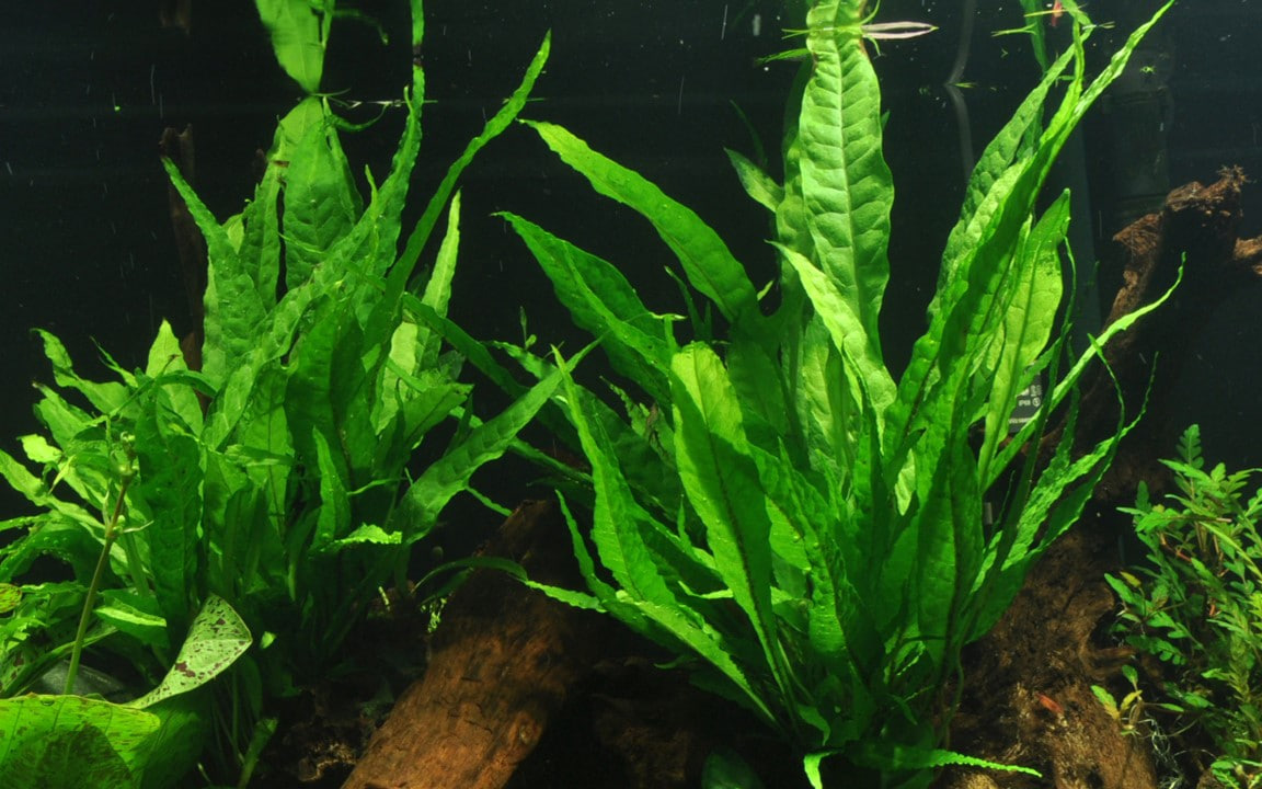 Microsorum pteropus monteret på naturlig trærod til akvarium