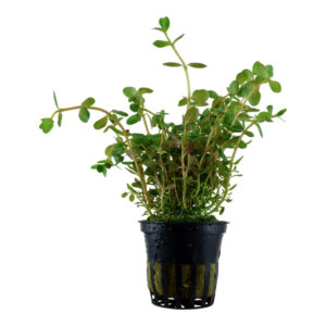 Rotala rotundifolia Potte stængelplante med grønne og rødlige blade i akvarium