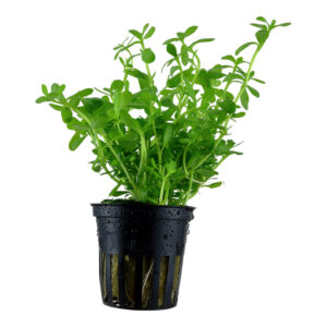 Bacopa monnieri Compact Clips akvarieplante med tæt grøn vækst