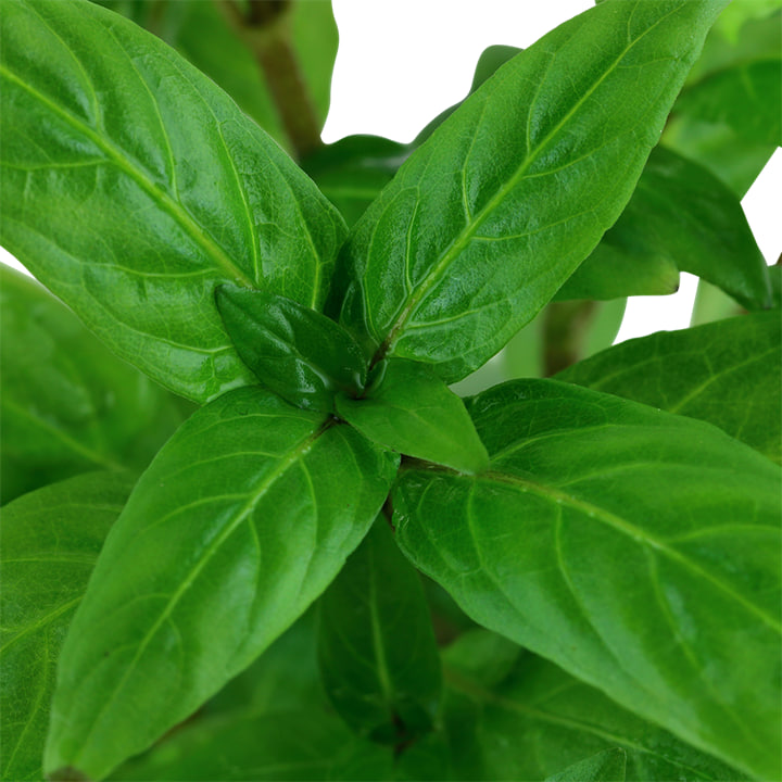 Staurogyne repens 1-2-Grow bunddækkende akvarieplante i forgrunden af akvariet