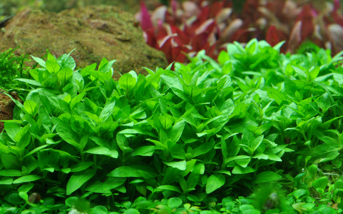 Staurogyne repens 1-2-Grow bunddækkende akvarieplante i forgrunden af akvariet