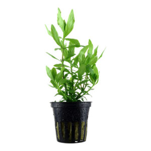 Hygrophila polysperma Potte hurtigvoksende stængelplante i planteakvarium