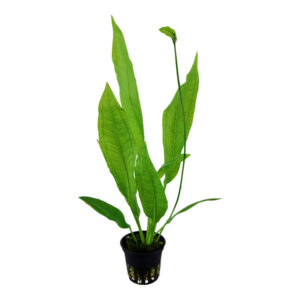 Echinodorus grisebachii Bleherae Amazon Sværdplante i ferskvandsakvarium