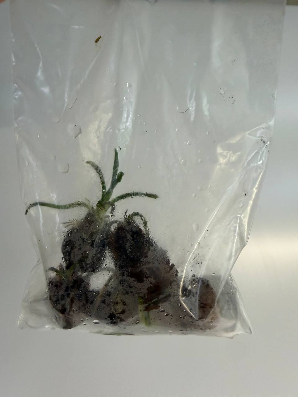 Aponogeton ulvaceus med lysegrønne bølgede blade i stort planteakvarium