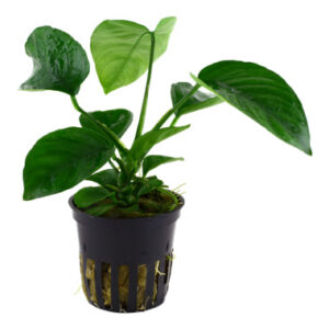 Anubias barteri caladiifolia Potte med store hjerteformede blade i akvarium