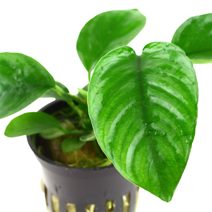 Anubias barteri caladiifolia Potte med store hjerteformede blade i akvarium