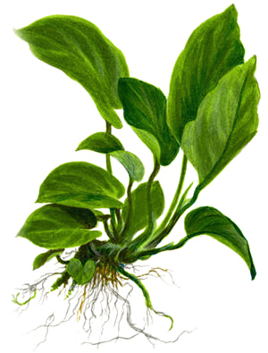 Anubias barteri caladiifolia Potte med store hjerteformede blade i akvarium