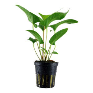 Anubias gracilis Clips med elegante trekantede blade på rod i akvarium