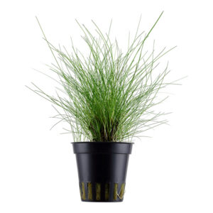 Eleocharis parvula Dværghårgræs som bunddækkende tæppeplante i akvarium