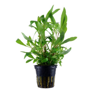 Hygrophila corymbosa Siamensis 53B Clips med lysegrønne blade i akvarium