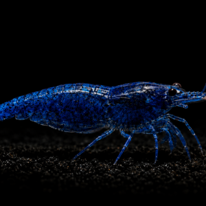 Blue Dream XL +2,5 cm | High Grade (Neocaridina davidi)