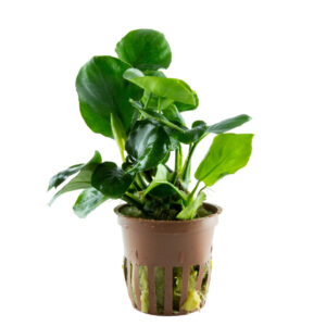 Anubias barteri Coin Leaf Clips med runde mørkegrønne blade i akvarium