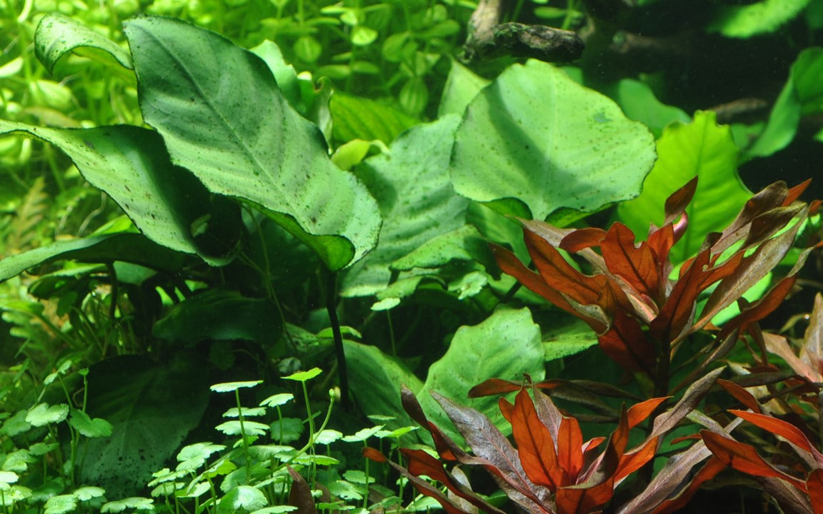 Anubias barteri caladiifolia Potte med store hjerteformede blade i akvarium