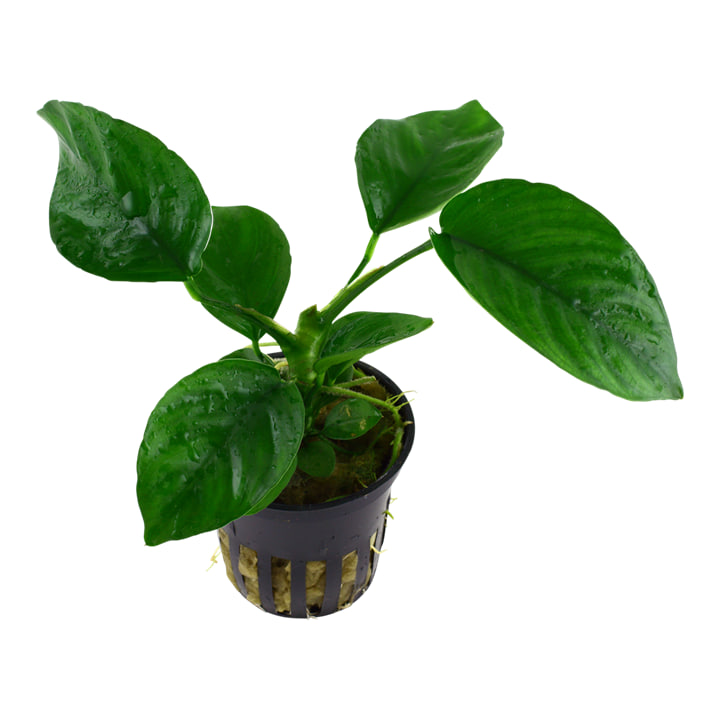 Anubias barteri caladiifolia Potte med store hjerteformede blade i akvarium
