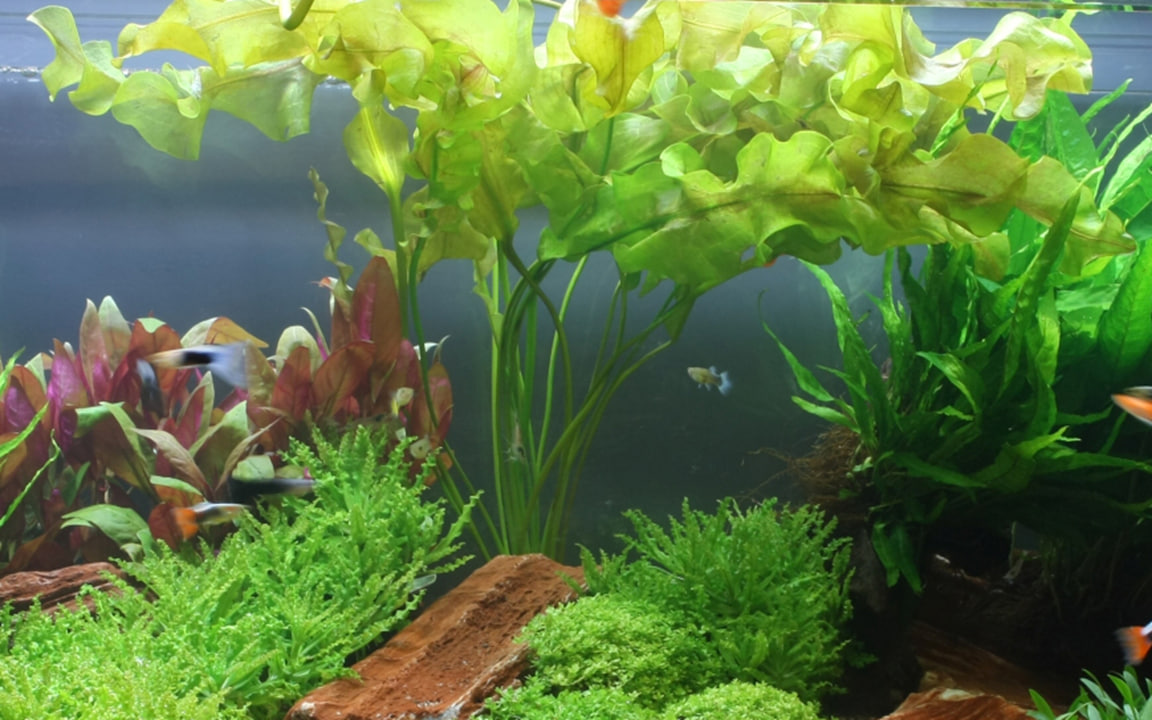 Aponogeton ulvaceus med lysegrønne bølgede blade i stort planteakvarium