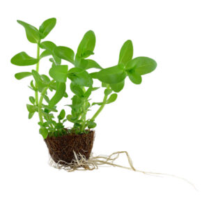 Bacopa caroliniana Potte stængelplante med grønne blade i planteakvarium