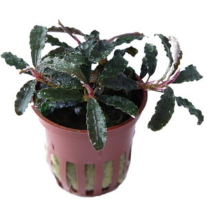 Bucephalandra Kedagang Potte med mørkegrønne blade og blå metallisk glans i akvarium