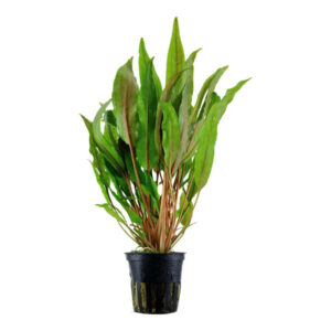 Cryptocoryne undulata 'Broad Leaves', Potte | Aqualand