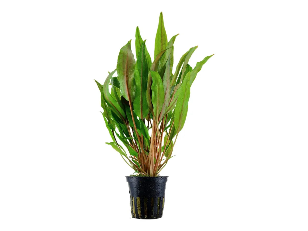 Cryptocoryne undulata 'Broad Leaves', Potte | Aqualand