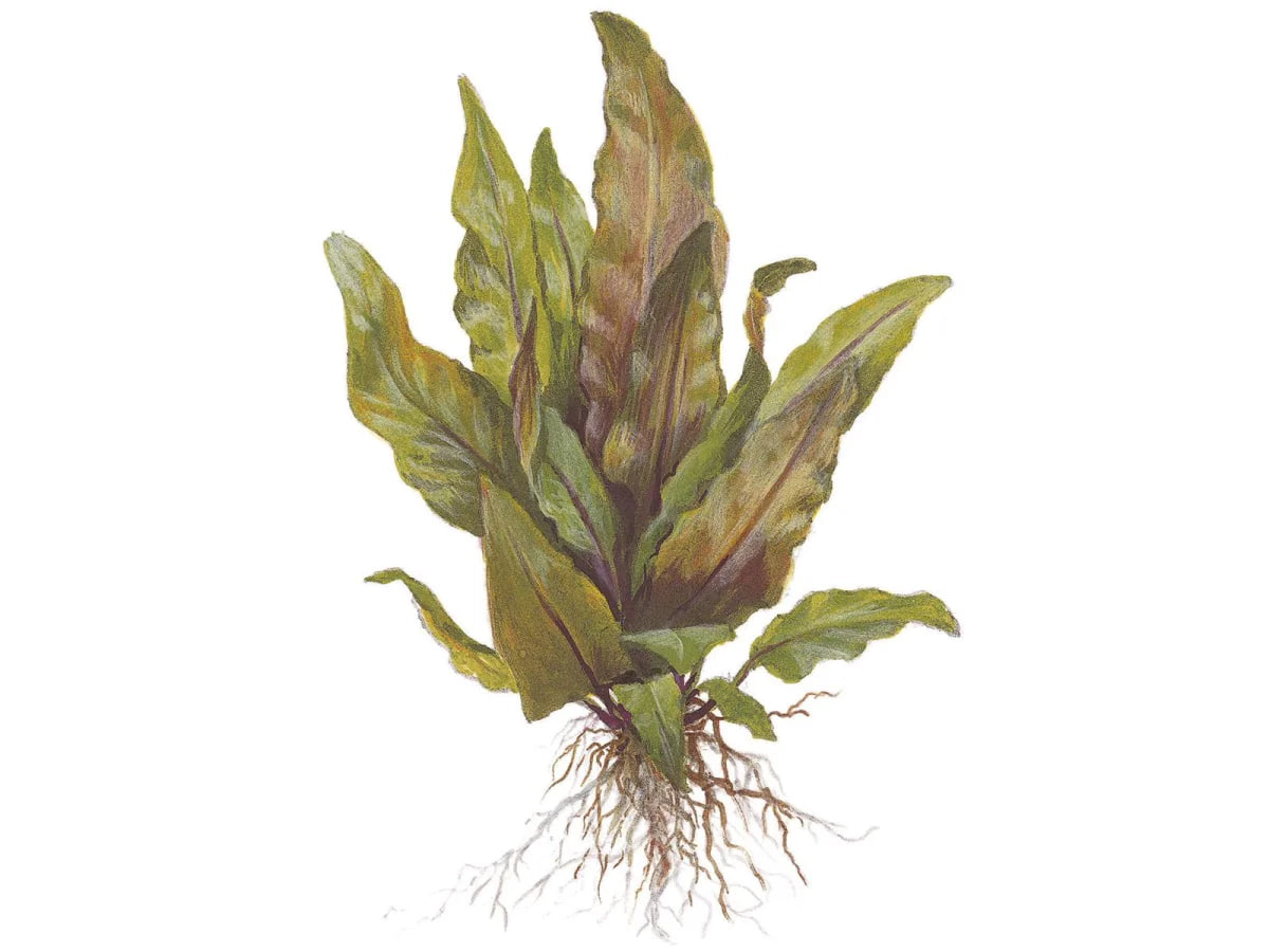 Cryptocoryne undulata Broad Leaves Potte med brede mønstrede blade i akvarium