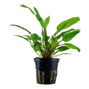Cryptocoryne wendtii Green Potte med friske grønne blade i akvarium