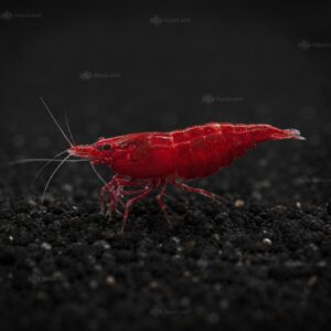 Fire Red Pro High-Grade XL reje til ferskvandsakvarium hos Aqualand