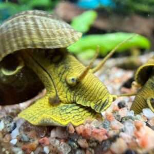 Grøn Elefantsnegl Kaninsnegl Rabbit Snail +3 cm XL til ferskvandsakvarium