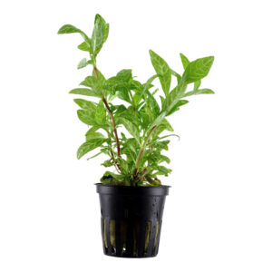 Hygrophila polysperma Rosanervig Potte med rosa og lyse bladnerver i akvarium