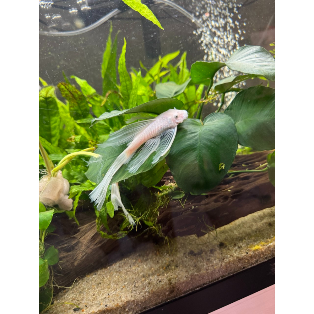 L144 Snow White Longfin hvid slørhale 3-5 cm i akvarie