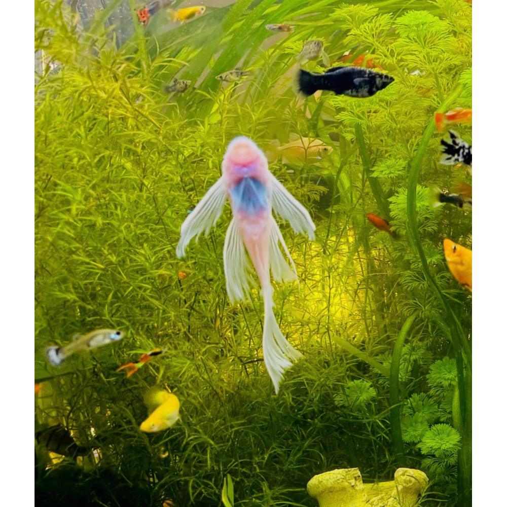 L144 Snow White Longfin hvid slørhale 3-5 cm i akvarie