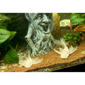 L144 Snow White Longfin hvid slørhale 3-5 cm i akvarie