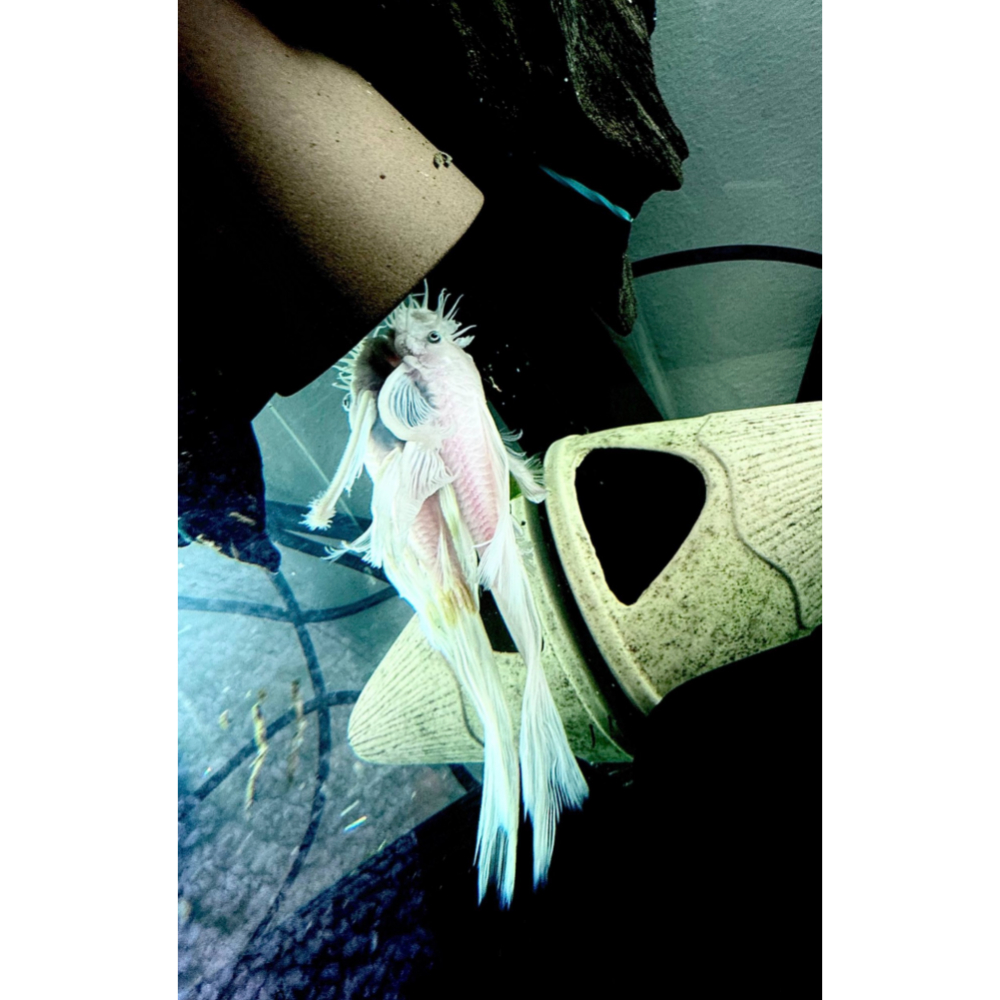 L144 Snow White Longfin hvid slørhale 3-5 cm i akvarie