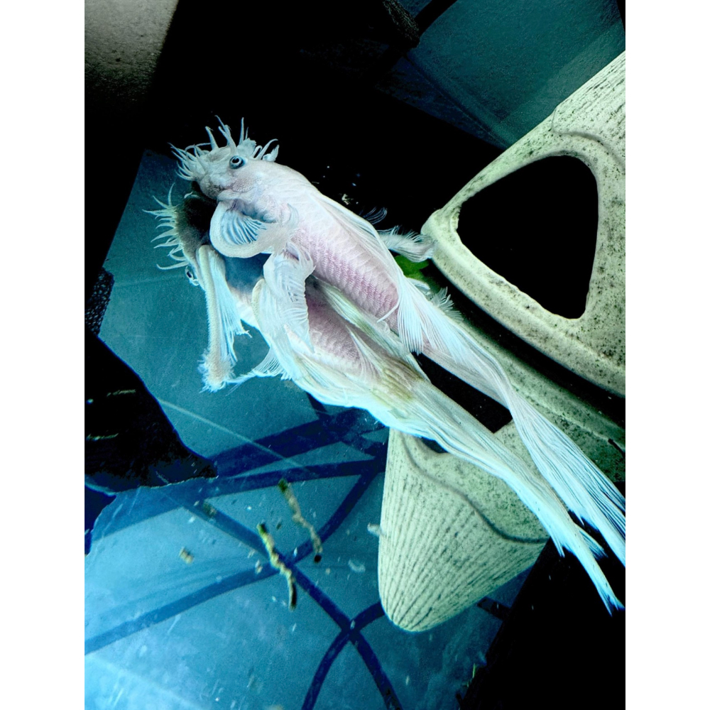 L144 Snow White Longfin hvid slørhale 3-5 cm i akvarie