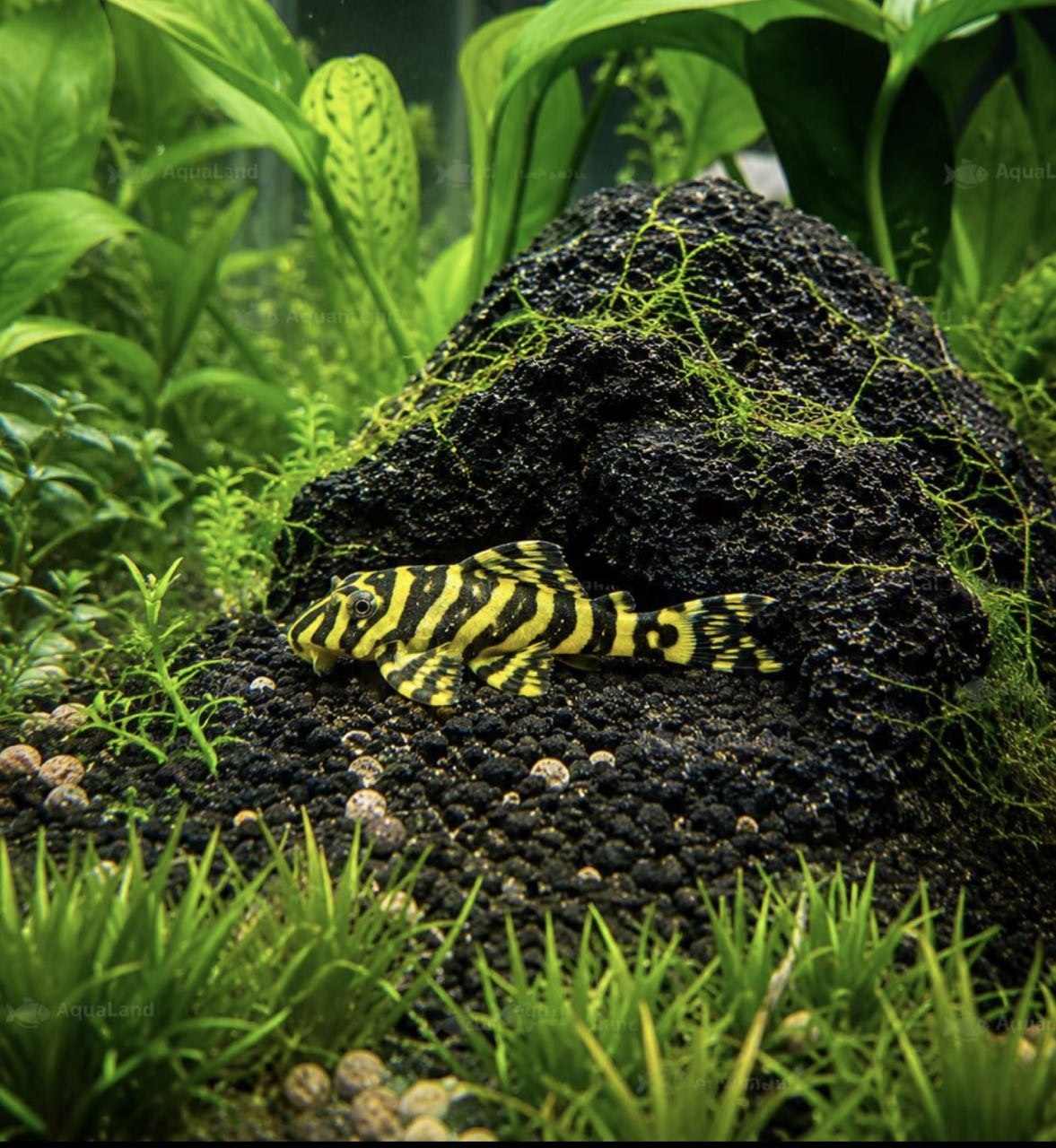 L236 Yellow Zebra Pleco i naturligt akvarium med sten og planter