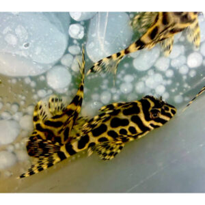 L333 King Tiger Pleco Hypancistrus sp. 2,5-4,5 cm i akvarie