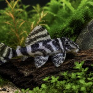 L236 pleco i ferskvandsakvarium med naturlige skjulesteder