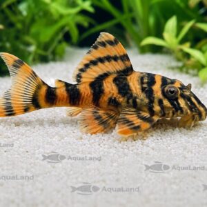 L397 Alenquer Tiger Pleco Panaqolus sp. 2,5-5 cm i akvarie