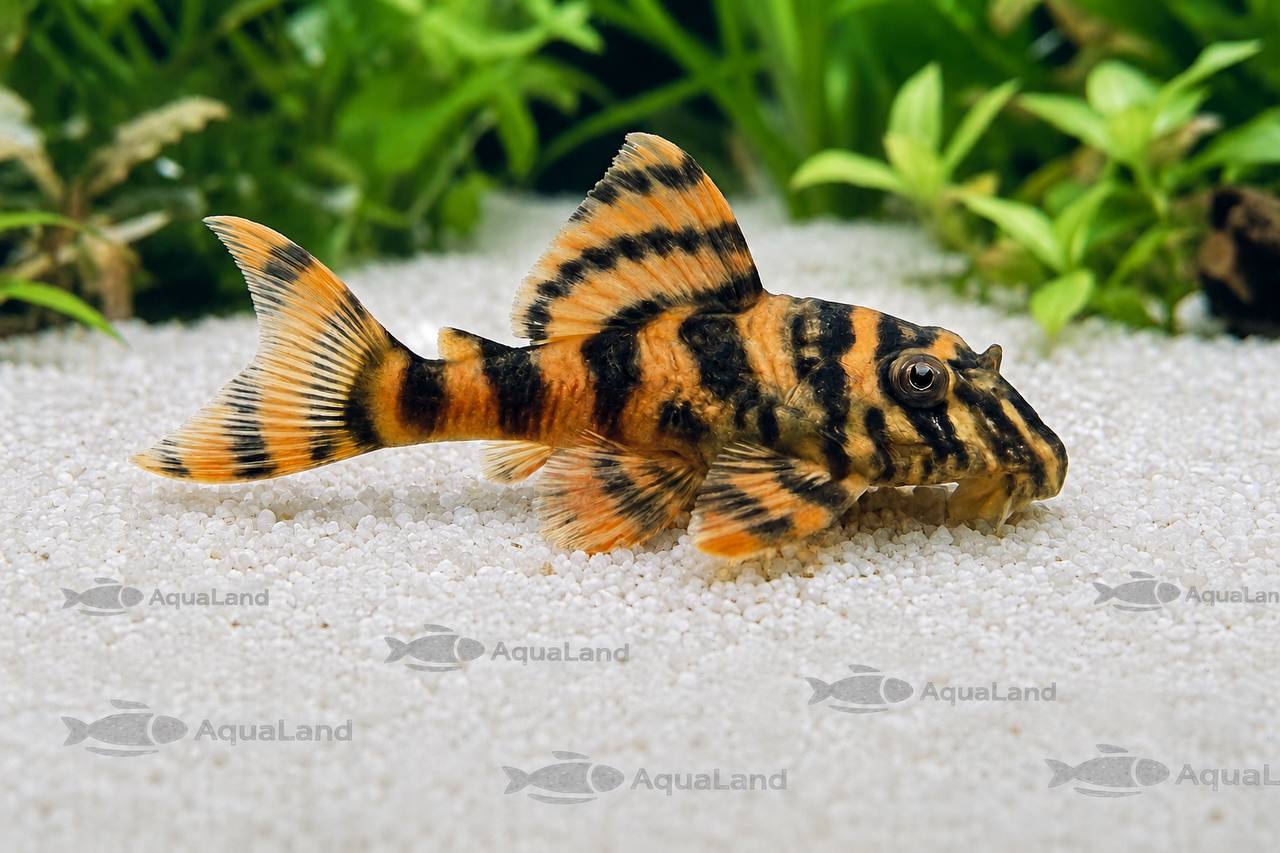 L397 Alenquer Tiger Pleco Panaqolus sp. 2,5-5 cm i akvarie
