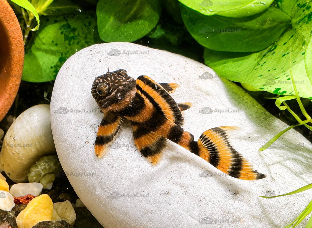 L397 Alenquer Tiger Pleco Panaqolus sp. 2,5-5 cm i akvarie