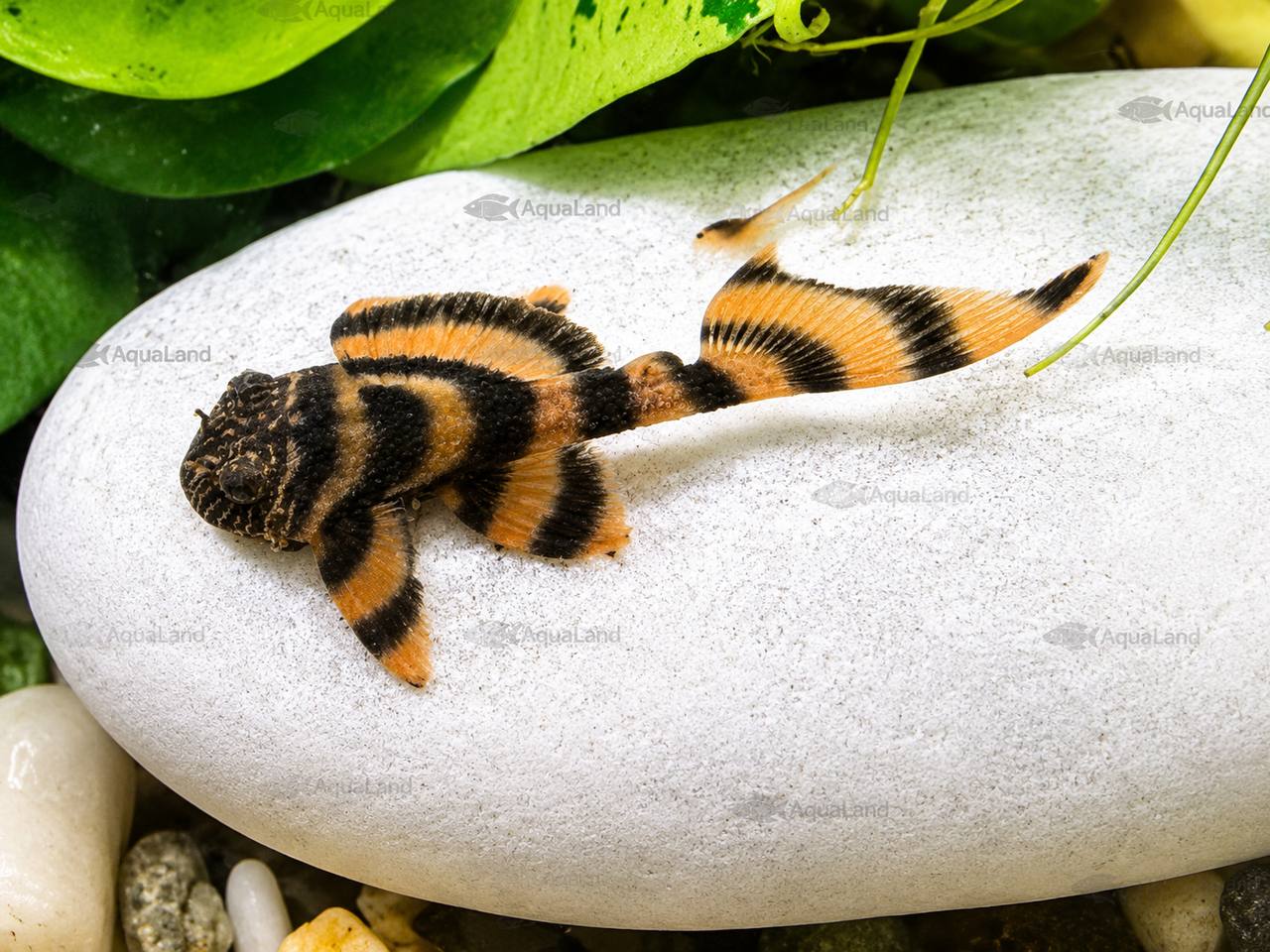 L397 Alenquer Tiger Pleco Panaqolus sp. 2,5-5 cm i akvarie