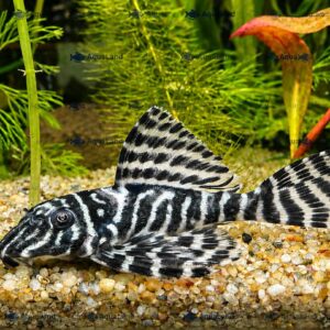 L66 King Tiger Pleco malle til ferskvandsakvarium hos Aqualand