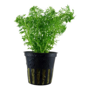 Limnophila sessiliflora Clips akvarieplante med fine grønne blade i planteakvarium