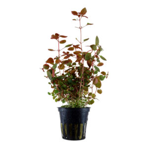 Ludwigia palustris Super Red Clips med intense røde blade i planteakvarium