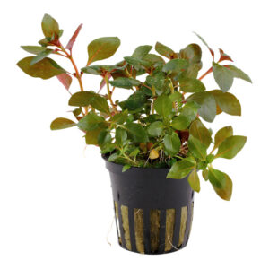 Ludwigia repens Rubin Potte med mørkerøde blade i planteakvarium