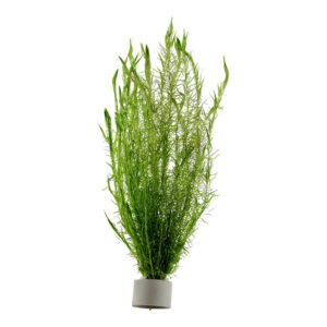 Mayaca fluviatilis Bundt med fine lysegrønne blade i planteakvarium