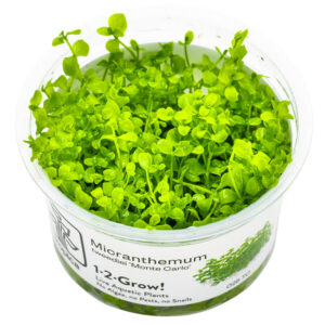 Micranthemum tweediei Monte Carlo tæppeplante i aquascaping akvarium