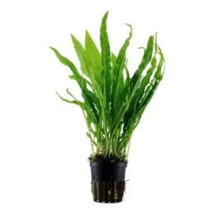Microsorum pteropus Javabregne Clips monteret på rod i planteakvarium