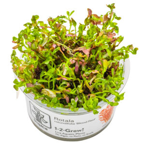 Rotala rotundifolia Blood Red Potte med intense røde blade i planteakvarium