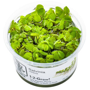 Salvinia minima flydeplante på vandoverfladen i akvarium