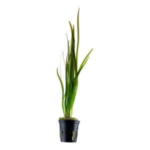 Vallisneria spiralis Tiger Potte med stribede grønne blade i akvarium